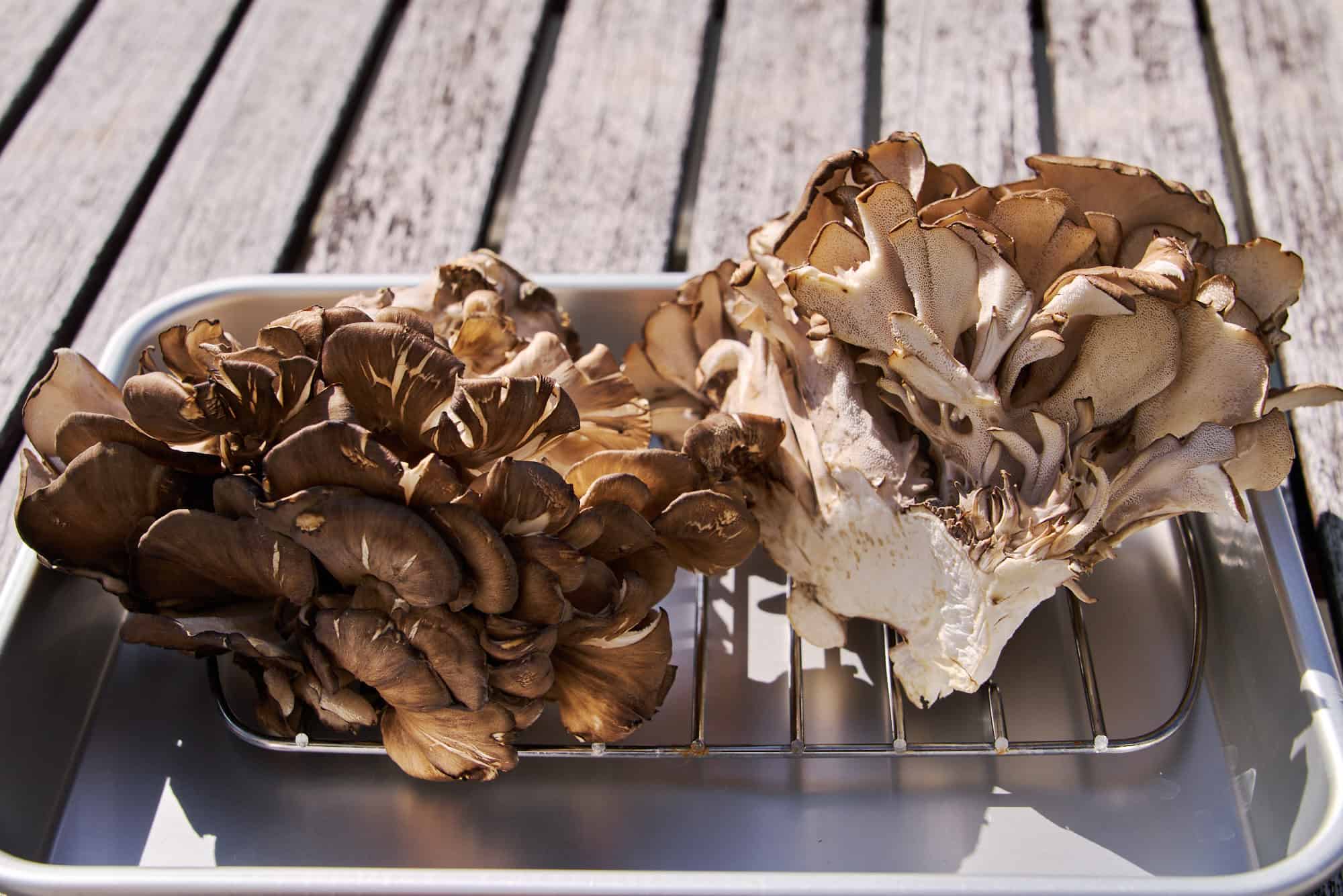 Maikate mushrooms drying in the sun.