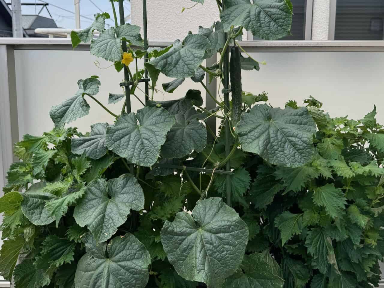 A planter full of cucumbers.